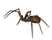 small attacking spider animation