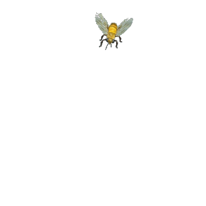 bee flying in circles gif
