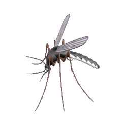 mosquito gif animation