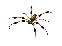 banana spider gif animation