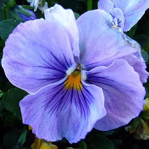 Blue flower