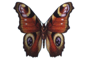 peacock butterfly gif animation