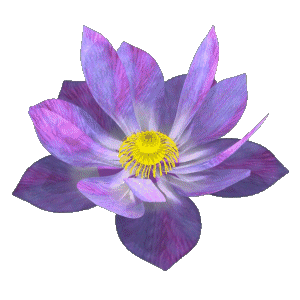 lotus animated gif