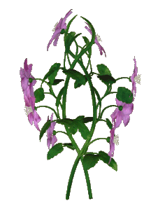 mauve clematis animated gif