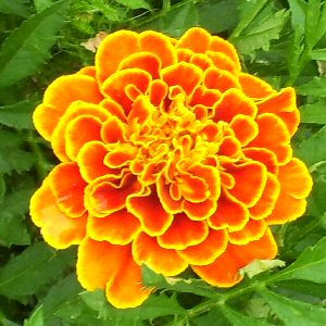 marigold