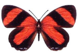 Catagramma Pitheas animated butterfly