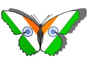 Animated indian butterfly