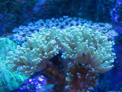 coral background image