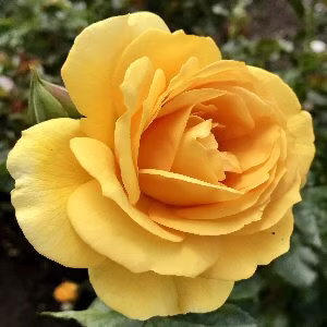 Yellow rose