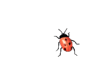 Animted lady bug, 3D gif animation