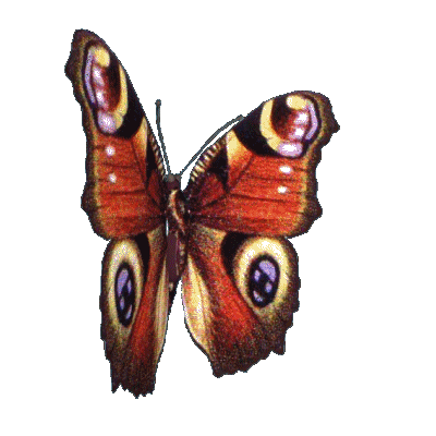 peacock butterfly animated