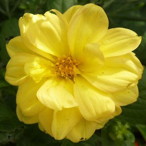Yellow flower