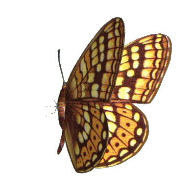 Animated butterfly gif