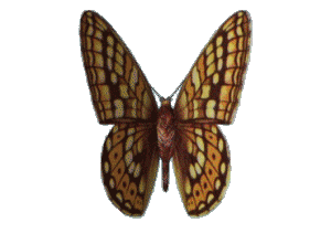 animated butterfly gif