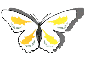 Animated Cyprus butterfly