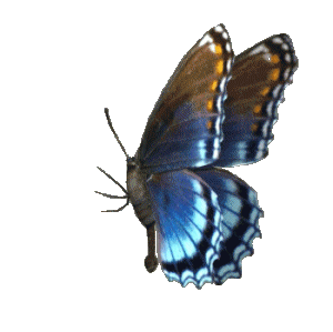 anaimated blue butterfly seen at an interesting angle