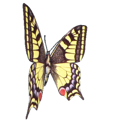 Animated swallow butterfly