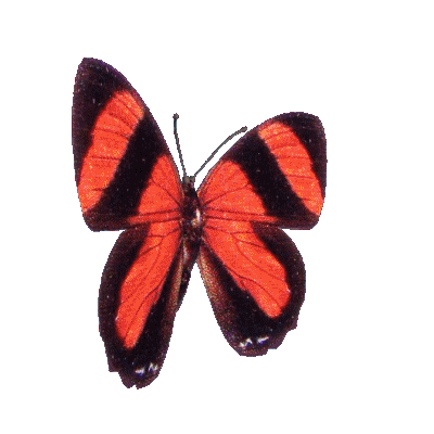 red and black butterfly